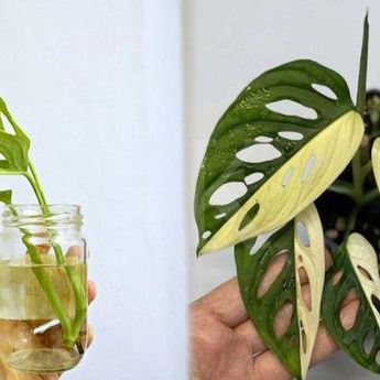 Ini Dia Janda Bolong Yang Viral, Cocok Untuk Pemula Berkebun