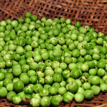 Leunca, Sayur Khas Sunda Sebagai Pendamping Lauk Untuk Lalapan