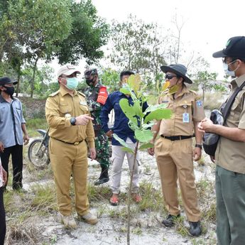 Pemprov Babel Ajak Petani Manfaatkan Lahan Ekstambang Untuk Budi Daya Jambu Mete