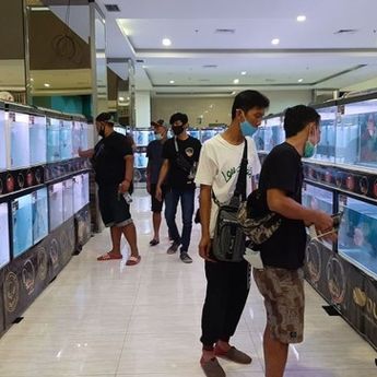 Pameran Ikan Louhan yang Unik Diselenggarakan di Mall Sentralland Semarang