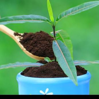 Kopi Ternyata Bisa Digunakan Untuk Pupuk Tanaman. Gimana Caranya ?
