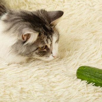 Apa Alasan Kucing Takut dengan Mentimun ? Berikut Ini Penjelasannya