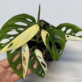 Serupa Tapi Tak Sama, Apa Perbedaan Monstera dan Philodendron ?