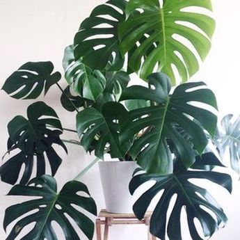 Apakah Kamu Pecinta Monstera Deliciosa ? Berarti Harus Tau Hal Ini