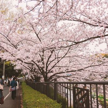 6 Fakta Unik Sakura,Ternyata Hanya Mekar Selama Seminggu