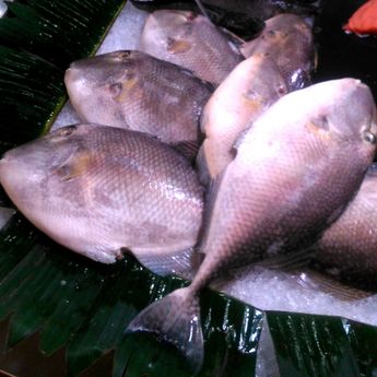 Berikut 6 Jenis Ikan Air Laut Yang Cocok Dibakar Di Malam Tahun Baru