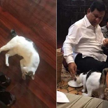 Ternyata, Ini 4 Alasan Kucing Sangat Senang Bermain dengan Sepatu 