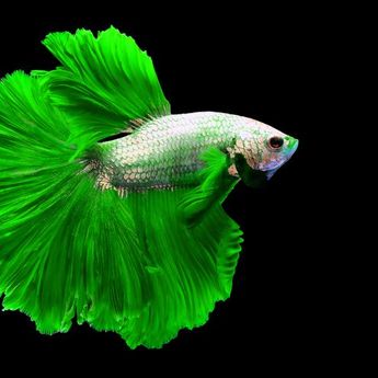 Cupang Bisa Hidup Berdampingan Dengan 5 Jenis Ikan Ini. Apa Sajakah ?