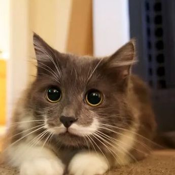 8 Fakta Menarik Bahwa Kumis Kucing Tidak Boleh Dipotong, Mau Tahu ?