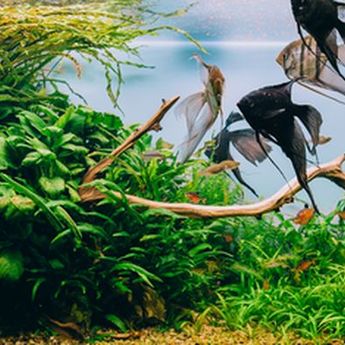 Tertarik Dengan Aquascape ? Yuk Mengenal Dua Gaya Paling Populernya