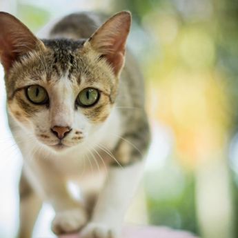 Memahami 6 "Bahasa Isyarat" Antar-Kucing, Sudah Tahu?  