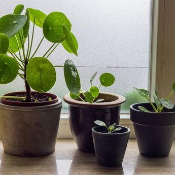 Untuk Mempercantik Rumah,  Yuk Ikuti 5 Tips Menanam Tanaman Pot Ini !