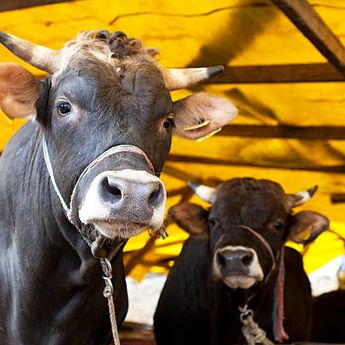 5 Platform ini Hadirkan Layanan Jual Hewan Qurban Digital