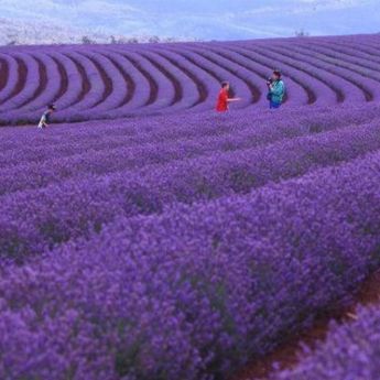 Mau Tahu Ciri-ciri Tanaman Lavender dan Apa Manfaatnya ?      