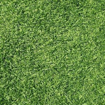 4 Hal Ini Jadi Penyebab,Rumput di Rumah Tiba-tiba Menguning?