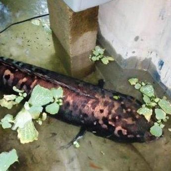 Heboh, Ikan Toman Sepanjang Satu Meter Tertangkap Waring di Sungailiat