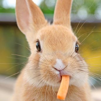 Inilah Makanan Favorit Kelinci Sebenarnya,Ternyata Bukan Wortel