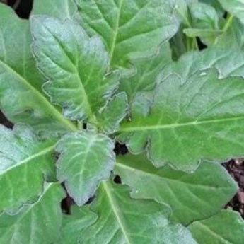 Bisa Hilangkan Noda Hitam, Ini 3 Manfaat Daun Dewa untuk Kecantikan !