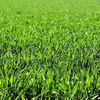 5 Hal yang Membuat Rumput Berubah Menjadi Kuning