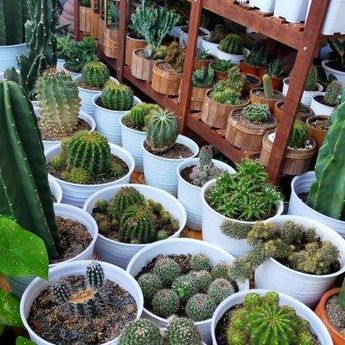Gampang, Mau Tahu 5 Trik Mudah Merawat si Cantik Kaktus Mini?