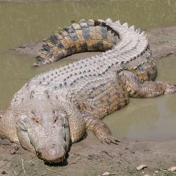 Dimana Tempat Tinggal Buaya Terbesar di Dunia? Panjang Hampir 6 Meter 