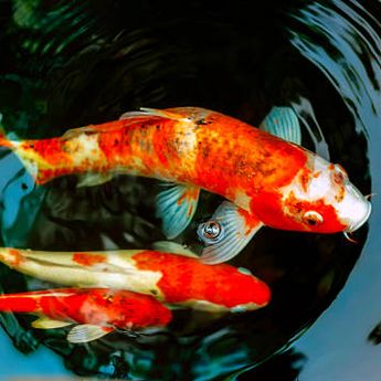 Ini 5 Jenis Ikan yang Bisa Dipelihara di Rumah