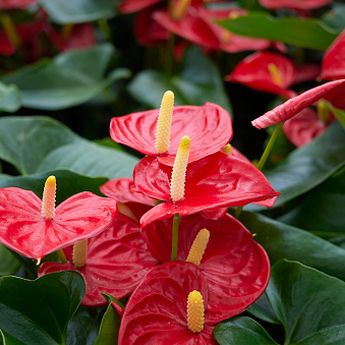 5 Manfaat dari menanam tanaman hias anthurium