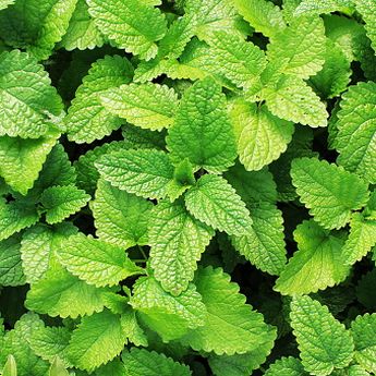 Ternyata Daun Mint Bisa Berikan Sederet Manfaat apa saja itu ?