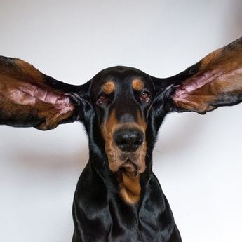 Punya Kuping Terpanjang di Dunia, Anjing Ini Pecahkan Guinness World Record!