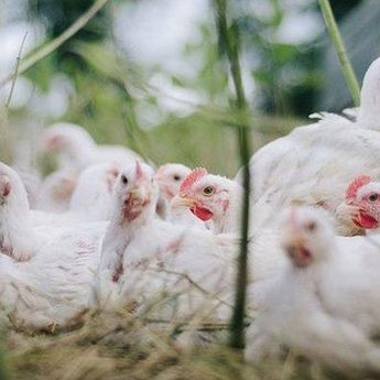 Ayam Ras Menjadi Penyumbang Tertinggi Inflasi di Babel  Pada September 2021