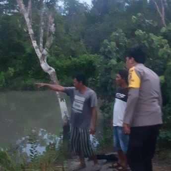 Oktober-Desember, Musim Buaya Kawin, Alobi Babel Minta  Warga Tidak Beraktivitas di Dekat Area Habitat 