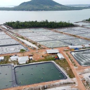 Tambak Udang Vaname jadi Penyumbang Terbesar, Realisasi Investasi di Bangka Tengah Kini Melebihi Target