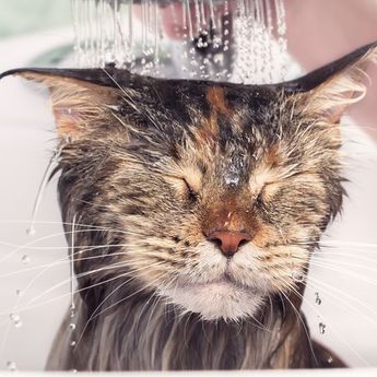 Sering Jadi Pertanyaan, Ternyata Ini 4 Alasan Kucing Takut dengan Air