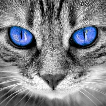 Belum Tentu Tuli,  Simak 3 Fakta Kucing Bermata Biru! Kamu Pelihara? 
