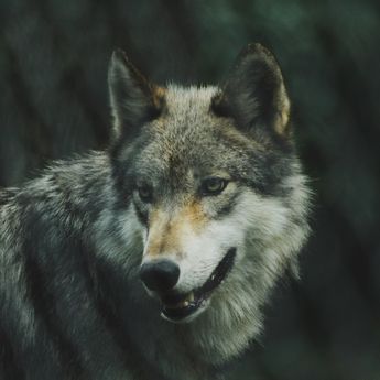 Cek di Sini untuk Tahu 8 Arti Mimpi Digigit Serigala; Apa saja Itu?