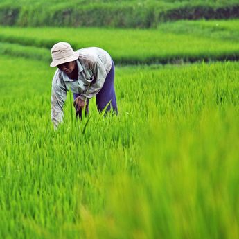 Prospek Pertanian Indonesia: Upaya Kementan Dorong Komoditas Unggul