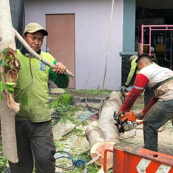 Hasil Perantingan Pohon, Pemkot Surabaya Olah Jadi Kursi hingga Bahan Bakar Listrik