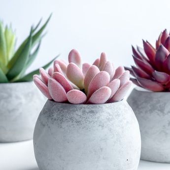 Ini Houseplant yang Cocok untuk Masing-masing Zodiak  
