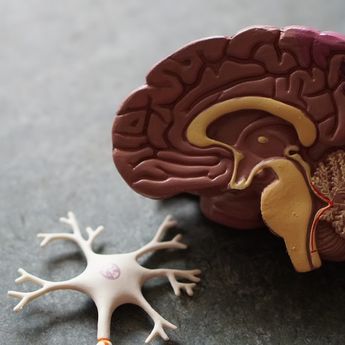 4 Fakta Unik Otak Manusia, Salah Satunya Menghasilkan Daya 23 Watt!