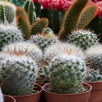7 Tanaman Pembawa Energi Negatif ke Rumah Berdasarkan Feng Shui  