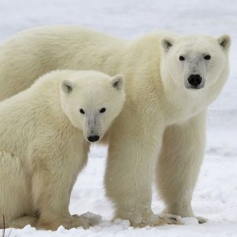 Efek Perubahan Iklim pada 5 Hewan, dari Beruang Kutub sampai Burung Amazon