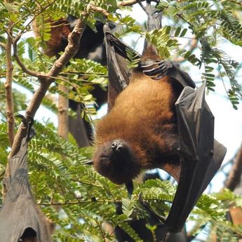 Alasan Kenapa Kelelawar Tidur Terbalik, Salah Satunya Biar Rileks!