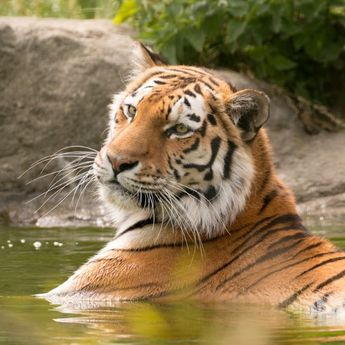 5 Alasan Harimau Istimewa ,Dianggap Paling Menonjol dari Semua Jenis Kucing