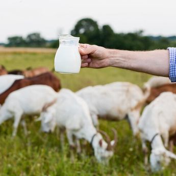 Agar Gizinya Tetap Terjaga,3 Cara Mencairkan Susu Kambing Beku dengan Tepat