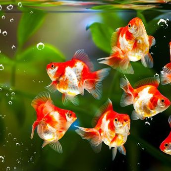 Jumlah Ikan di Akuarium yang Bawa Hoki Berdasarkan Feng Shui  