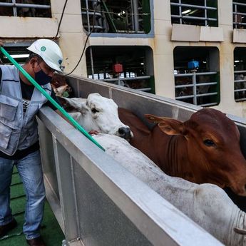 Pemerintah Banjiri Pasar dengan Sapi Impor Demi Menekan Harga