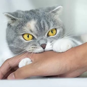 Tak Hanya Menggemaskan, Studi Ilmiah Ini Ungkap 8 Manfaat Pelihara Kucing Hewan Kesayangan Nabi
