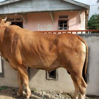 Menjelang  Idulfitri, Stok Daging Sapi di Kabupaten Bangka Aman, Stok Hingga 386 Ton