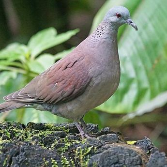Banyak yang Tak Tahu, Berikut 5 Mitos Burung Pertutut yang Perlu Kamu Pertimbangkan Sebelum Memeliharanya