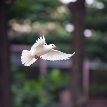Salah Satunya Kepala Kejatuhan Kotoran Burung, Ini 5 Tanda Kamu Bakal Dapat Rezeki Nomplok Tak Terduga Menurut Primbon Jawa